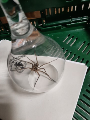 Die Spinne konnte in einem Glas eingefangen werden.
