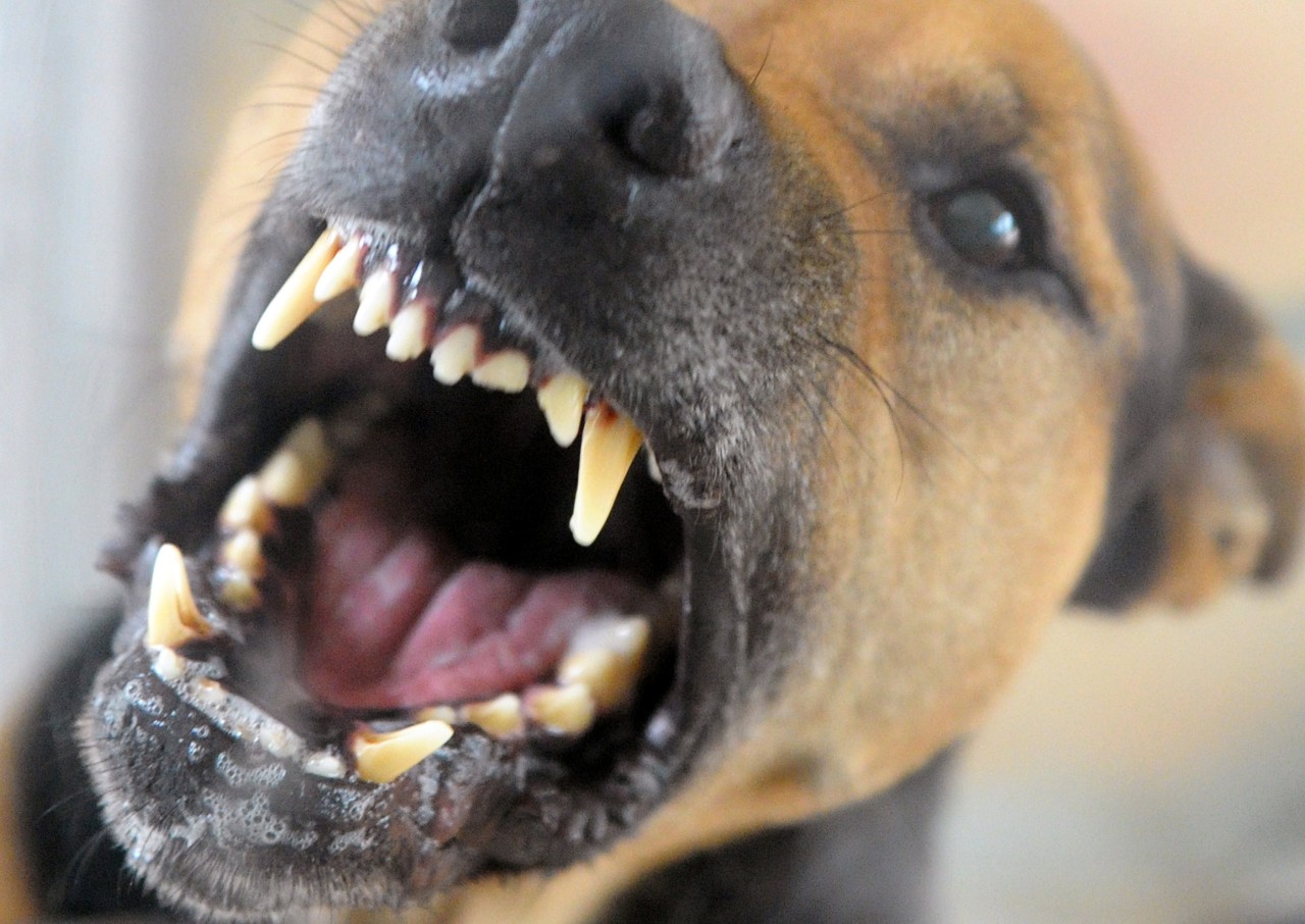 Ein Hund in Dortmund hat eine Jugendliche in den Oberschenkel gebissen. (Symbolbild)