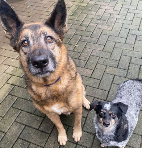 Hund in NRW: Lucky und Peggy haben einen traurigen Verlust hinter sich.