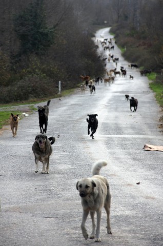 In der Türkei haben es Straßenhunde zurzeit schwer. (Symbolbild)