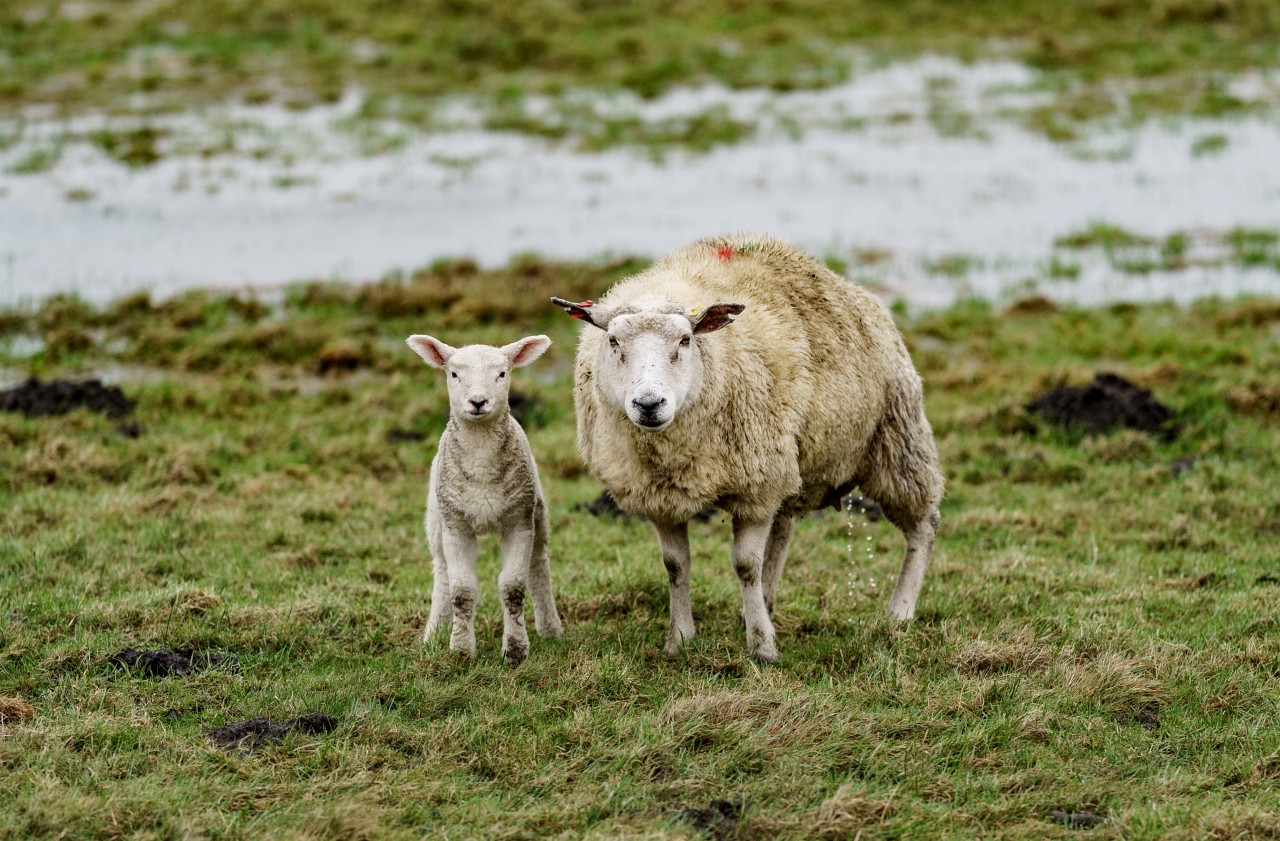 30 Schafe sind von einem Hund im Stall getötet worden. (Symbolbild)