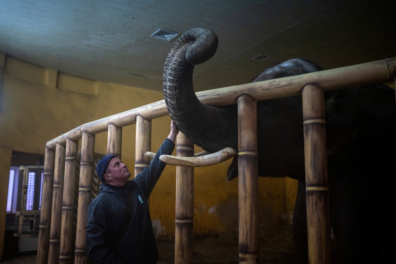Die Zoos in der Ukraine, unter anderem in Mykolajiw oder hier in Kiew, fürchten um das Leben ihrer Tiere. 