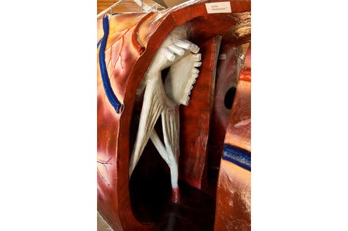 Und schon eine Idee, um welches Organ es sich hier handelt?

© www.organmodelle.de