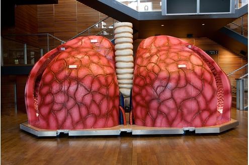 Die riesige Lunge ist fünf Meter lang und 600 Kilogramm schwer.

© www.organmodelle.de