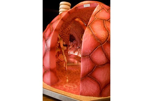 Na, erkennen Sie, um welches Organ es sich hierbei handelt?

© www.organmodelle.de