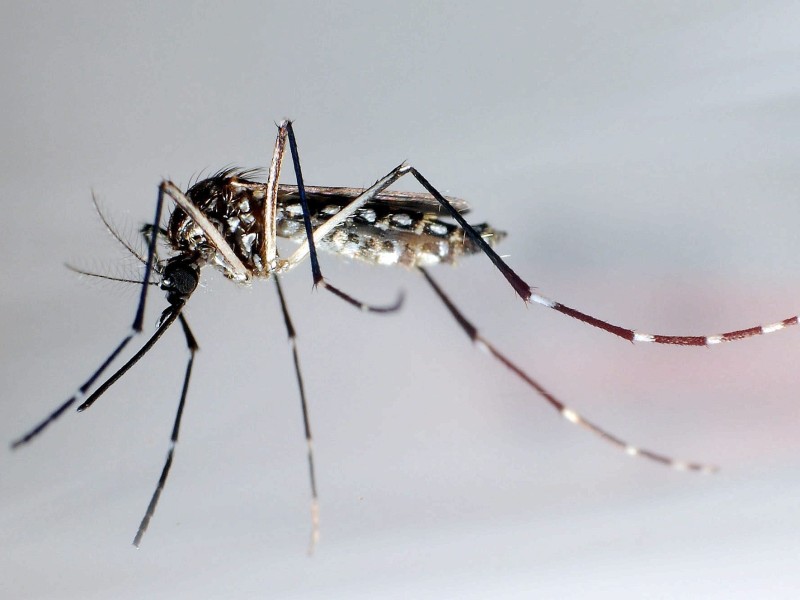 Im Norden Brasiliens nahm die dramatische Ausbreitung des von der Moskitoart Aedes Aegypti übertragenen, mysteriösen Zika-Virus in Amerika vor einem Jahr ihren Ausgang. Das Virus wurde schon in rund 50 Ländern nachgewiesen. 
