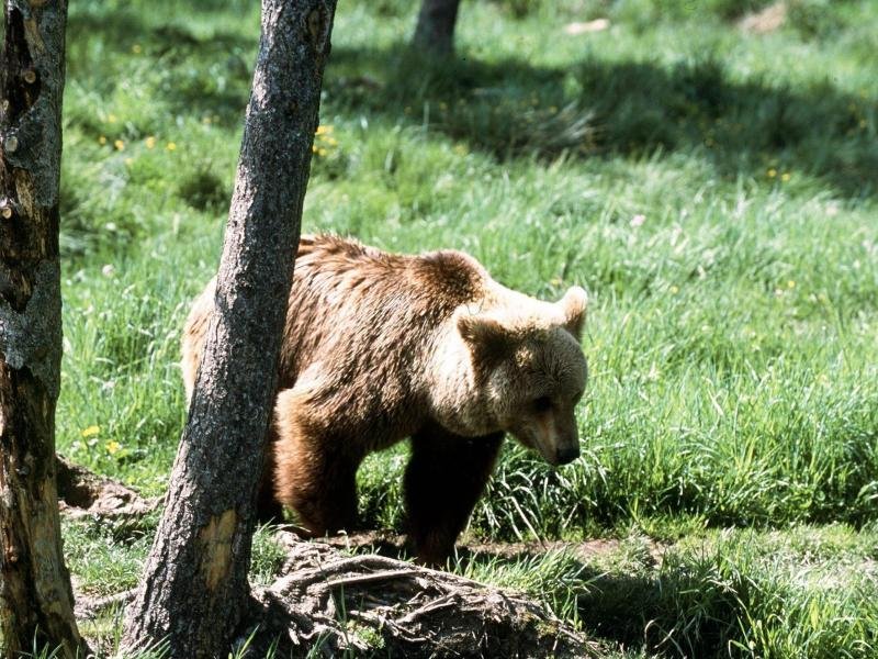 1995 gab es weniger als ein Dutzend der Bären in den Pyrenäen an der Grenze zu Spanien, seitdem hat ihre Zahl kontinuierlich zugenommen.