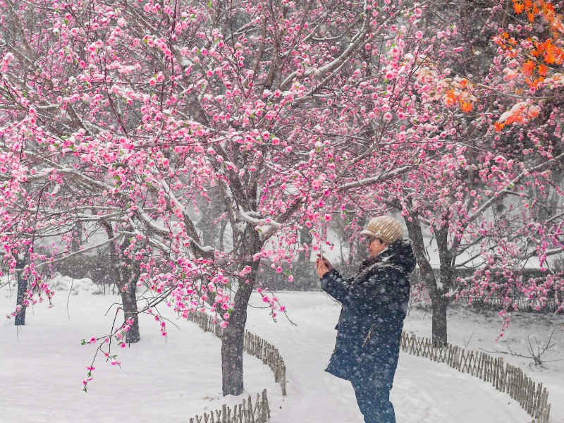 Auch wenn der Schnee noch nicht ganz verschwunden ist: Die Pflaumenblüte in China lässt den Frühling schon erahnen. 
