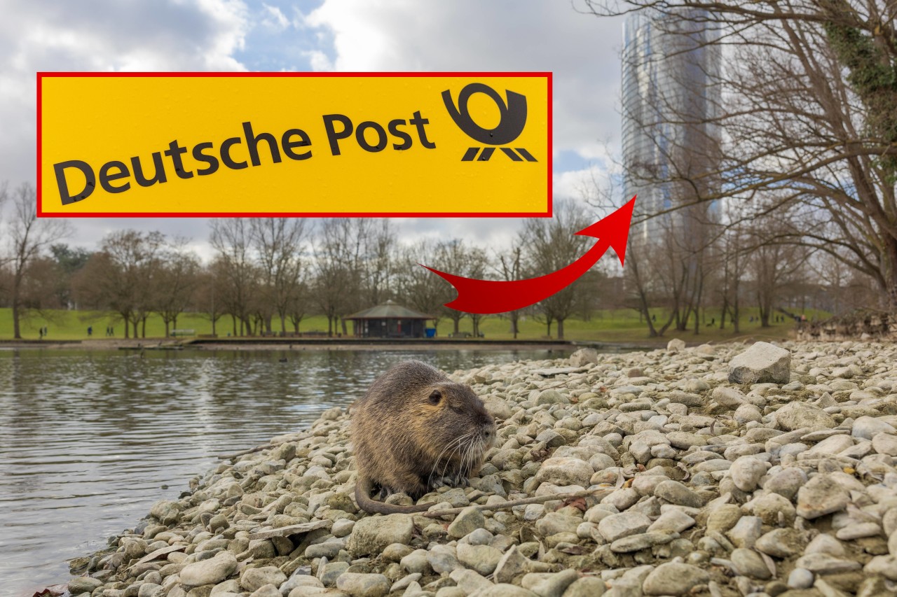 Die Deutsche Post hat in Bonn (NRW) mehrere Nutria-Bauten zuschütten lassen. (Symbolbild)