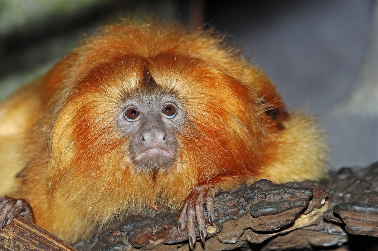 In Duisburg stehen Affenhändler vor Gericht, die unter anderem im Verdacht stehen, Goldene Löwenäffchen aus dem Zoo Krefeld geklaut zu haben. (Symbolbild)