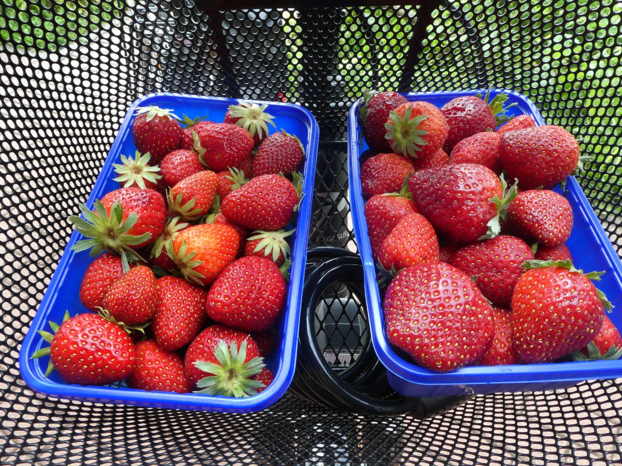 Erdbeeren sind Neles große Vorliebe.