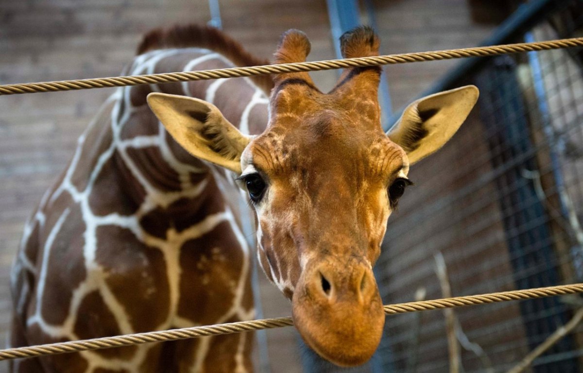 Giraffe Kopenhagen Zoo Marius Dänemark.JPG