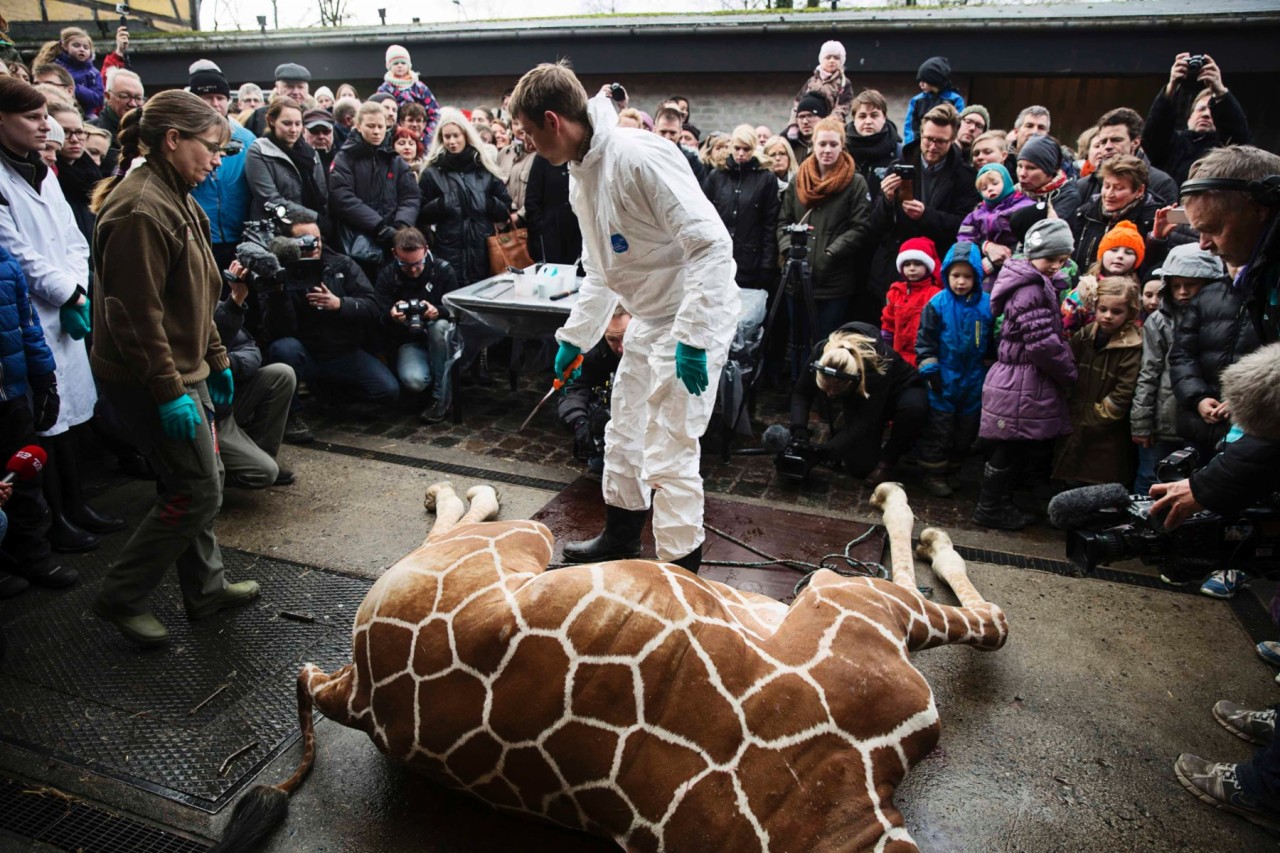 Der Kopenhagener Zoo ließ den getöteten Marius öffentlich obduzieren - in Dänemark laut dem Nürnberger Zoodirektor Dag Encke ein durchaus üblicher Vorgang.