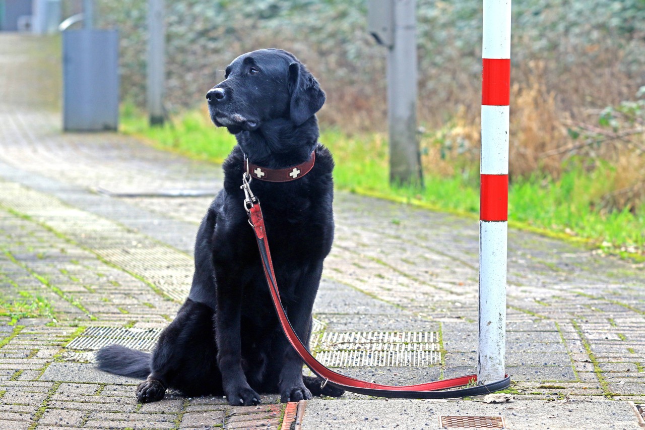 Ein Hund im Park ausgesetzt – doch mit der traurigen Maßnahme wollte sein Besitzer nur das Beste für ihn. (Symbolfoto)