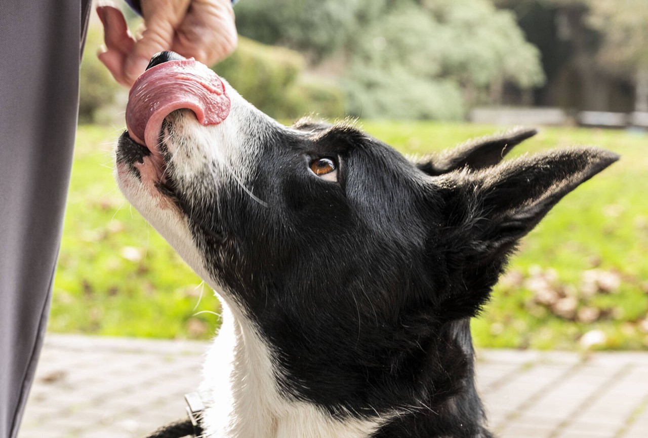 Erschütternd, was dem Hund angetan wurde. (Symbolbild)