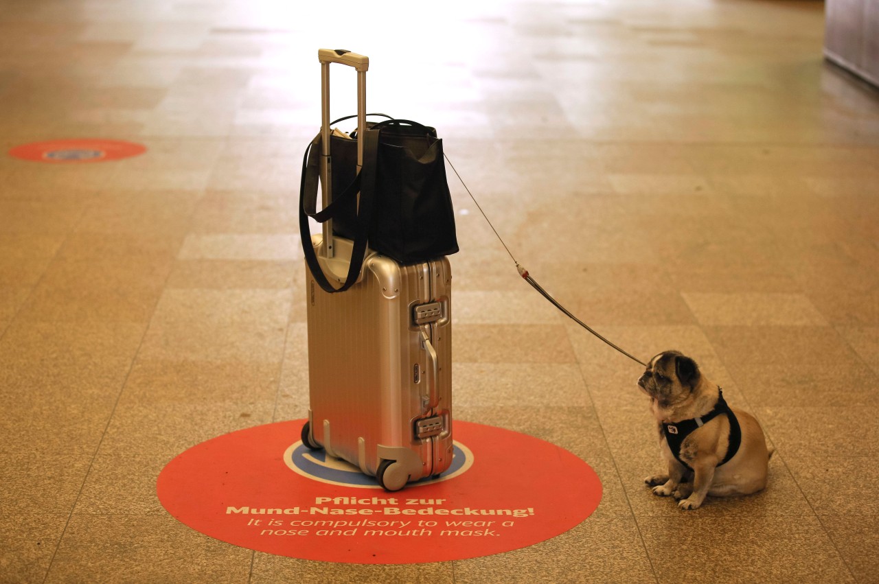 Hund in NRW: Ein Mops hat am Flughafen Düsseldorf für Furore gesorgt. (Symbolbild)