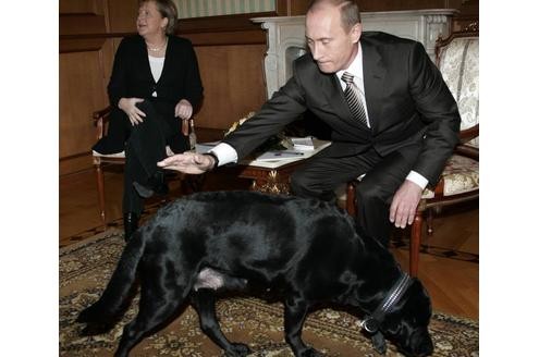Sichtlich unglücklich ist Angela Merkel angesichts des riesigen Hundes, den Wladimir Putin zum Gespräch mitgebracht hatte.