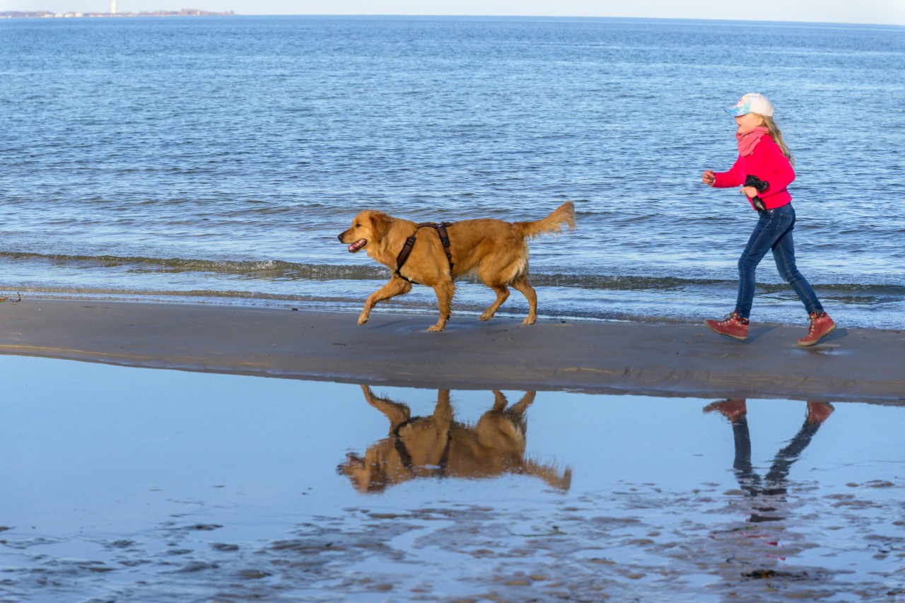 So hatte sich der Mann seinen Urlaub an der Ostsee nicht vorgestellt. Grund dafür waren die Hunde am Strand. (Symbolbild)