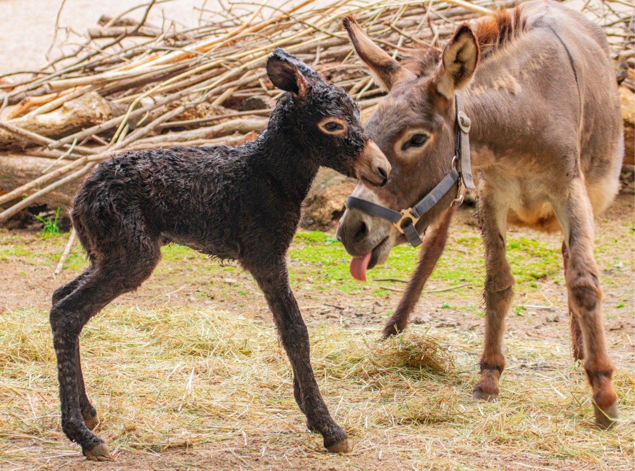 Zoo Dortmund: Esel Hajo mit seiner Mutter Ella kurz nach seiner Geburt im August 2021.