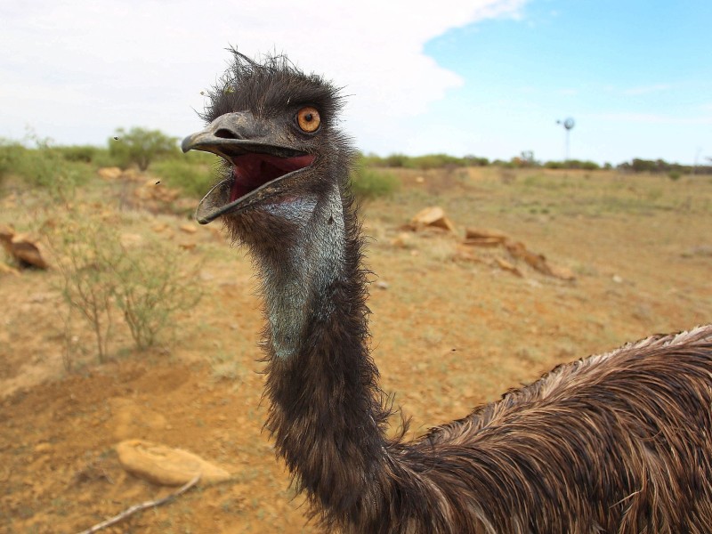 18. August 2016: Ein möglicherweise angriffslustiger Emu sorgt in Kalbach (Kreis Fulda) für Aufregung. Seit zwei Wochen werde vergeblich versucht, den ausgebüxten australischen Laufvogel einzufangen, berichtet die Polizei in Fulda. Das Tier renne sofort weg, wenn sich Menschen näherten. Der Emu wurde mehrfach an Plätzen nahe des Ortsteils Uttrichshausen gesehen. Der Besitzer habe gewarnt, das Tier könne angreifen, wenn es in die Enge getrieben werde, so die Polizei.