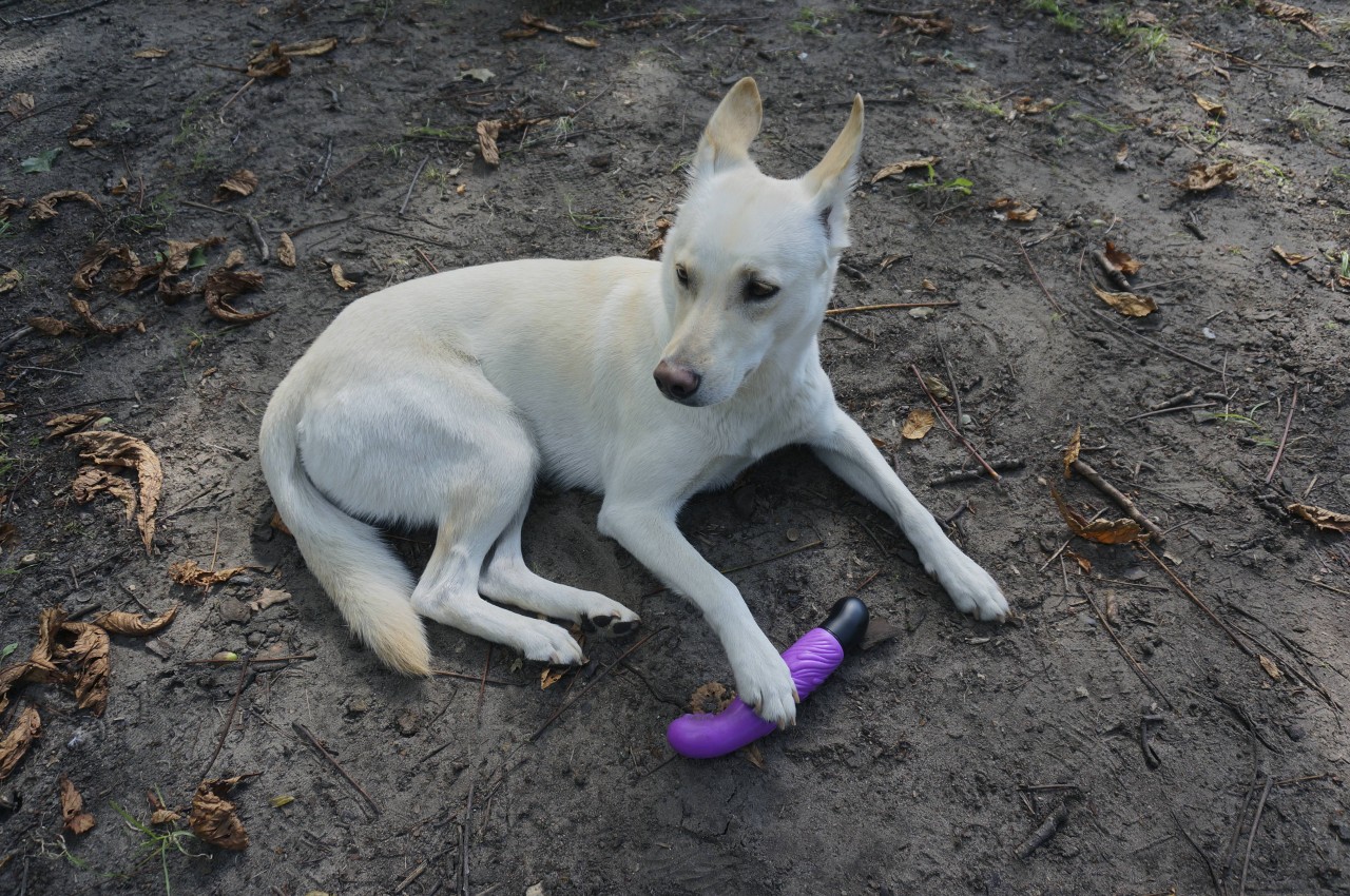 Ein offenbar beliebtes Spielzeug für Hunde: Der Dildo. (Symbolbild)