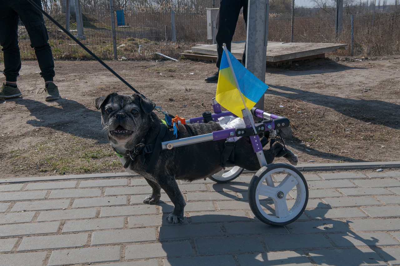 Hund in Duisburg: Für die Vierbeiner der Ukraine-Flüchtlinge wird auch in der Stadt gesorgt. (Symbolbild)