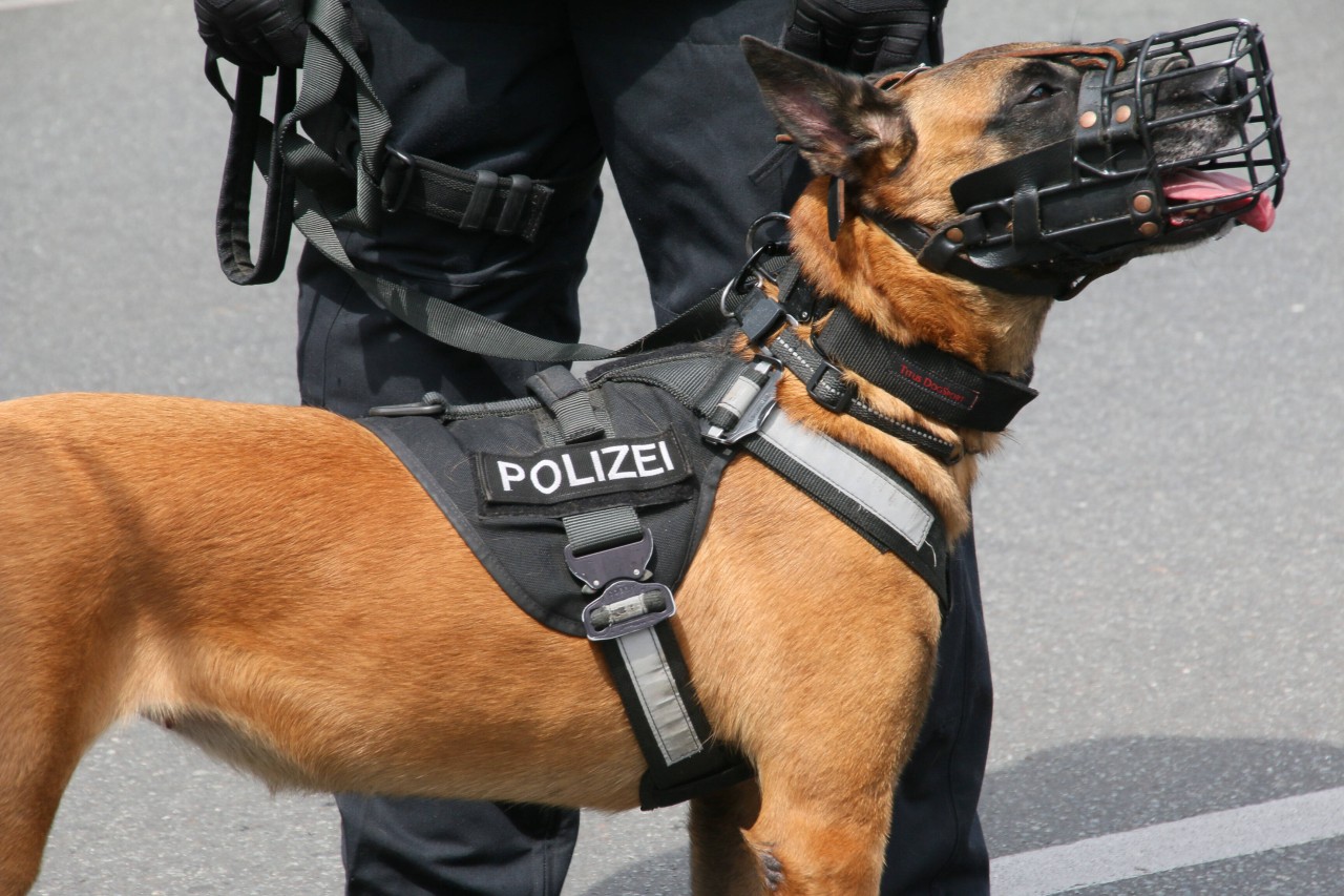 Hund in Gelsenkirchen: Ein Diensthund der Polizei hat Sonntagnacht beim „Schlichten“ eines brutalen Streits geholfen. (Symbolbild)
