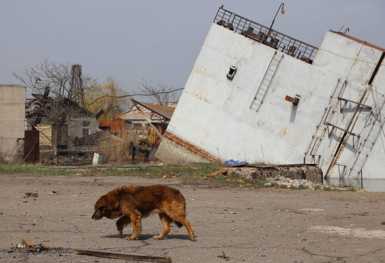 Ein Hund läuft durch die zerstörte Ukraine. (Symbolbild)