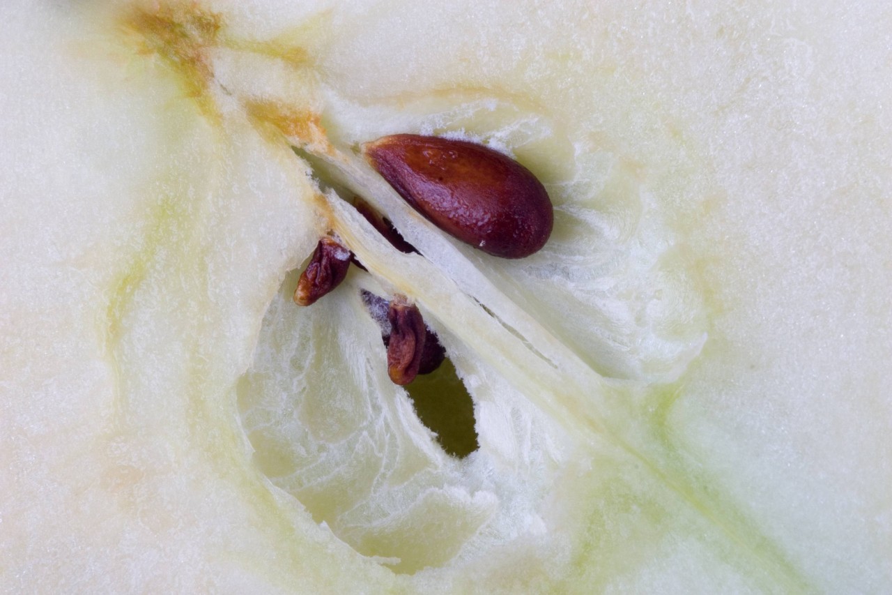Blausäure: Sind Apfelkerne giftig? 