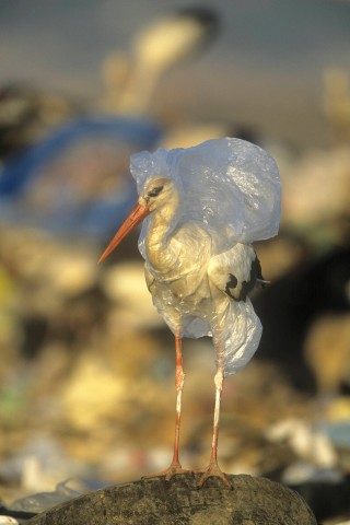 Tiere verheddern sich in Plastikteilen ...