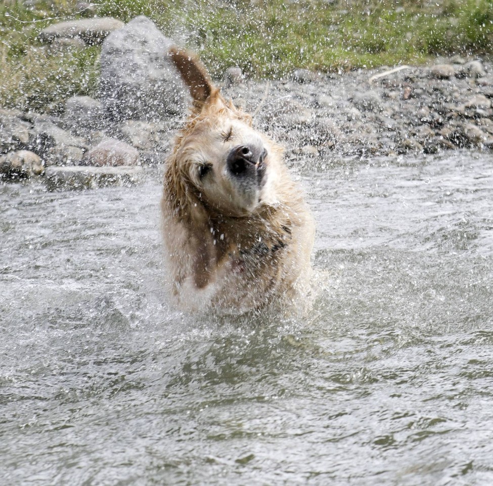 Hunde genießen die Abkühlung im Wasser.