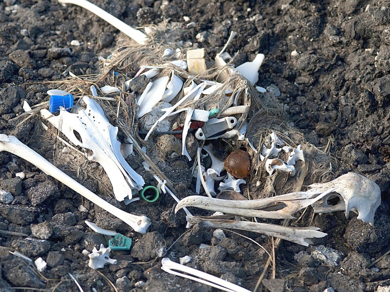 Wie diesem Albatross ergeht es Millionen von Tieren, weil in ihren Mägen das unverdaubare Plastik liegen bleibt und sie somit verhungern.