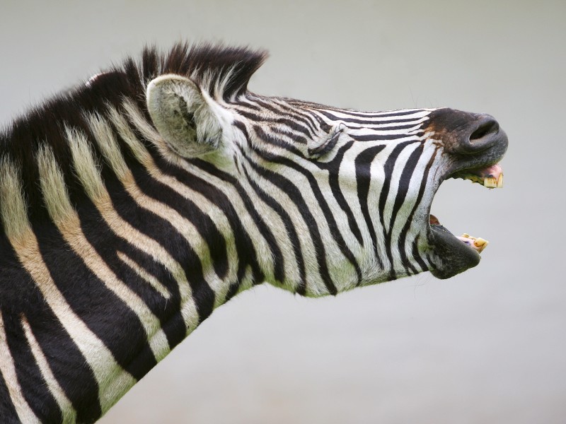 Ende Februar 2018 hieß es in einem Polizeibericht: „Polizei und Zirkusclown verfolgen zwei Zebras“. Klingt erstmal wie der Anfang eines Witzes, ist aber wirklich passiert. Und zwar in Ludwigshafen. Die Tiere waren aus einem Zirkus entlaufen. Der Zirkusclown konnte sie mit Hilfe der Polizei wieder einfangen.