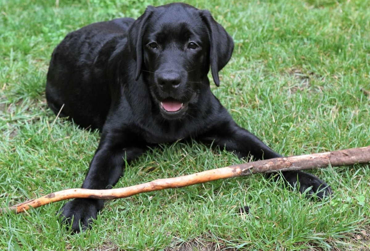 junger-labrador-symbolfoto.jpg