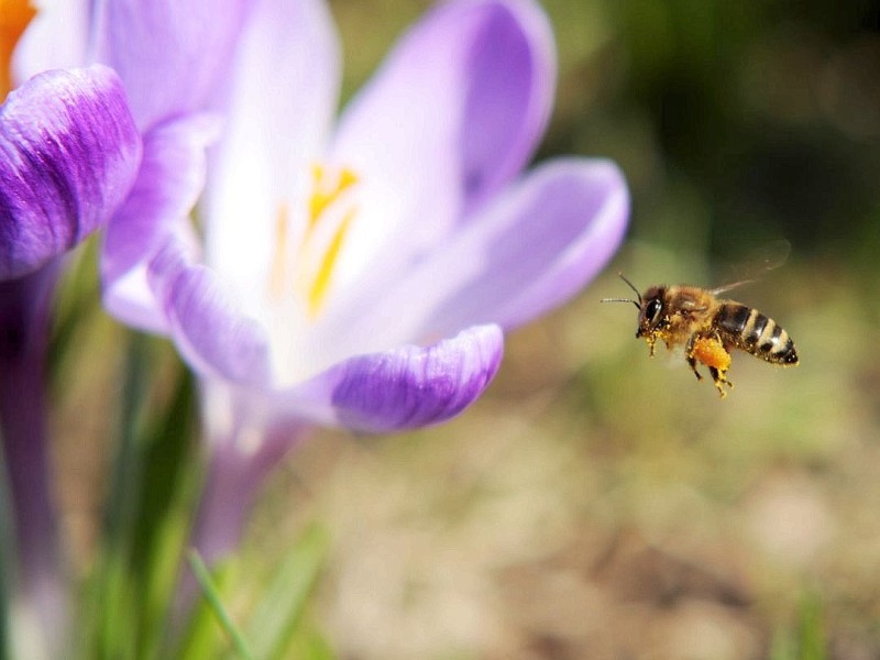 ...Vögel zwitschern, Bienen summen, und auf den grünen Wiesen ...