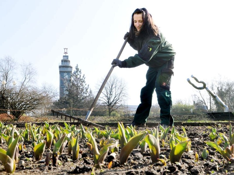 In der Dahlienarena wird das Tulpenbeet gepflegt, während...