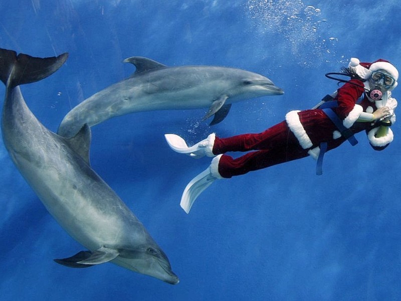 Die Delfine des Hakkeijima Sea Paradise werden sogar vom Weihnachtsmann trainiert und gefüttert.