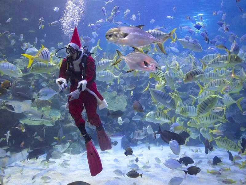 ... auch die anderen Fische haben den Braten schon gerochen.A diver in Santa costume feeds fish as part of upcoming Christmas celebrations at an aquarium in Kuala Lumpur, Malaysia, Friday, Dec. 14, 2012.  (AP Photo/Vincent Thian)