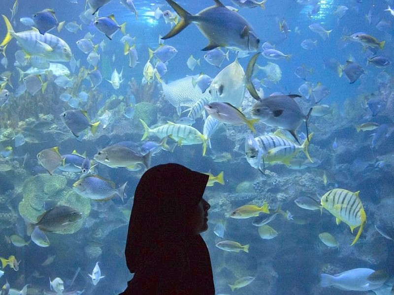 Eine Frau beobachtet die Fische im Zoo von Kuala Lumpur.