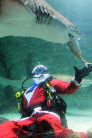 Dieser Hai im SEA LIFE Aquarium in der Nähe von Sydney, Australien, kommt in den ...