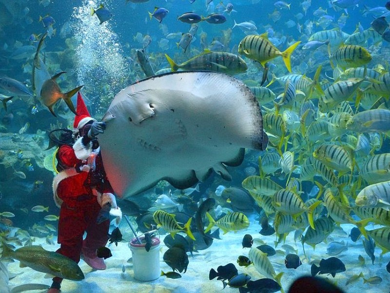 Der Rochen kann es kaum erwarten, den Fisch zwischen die Beisser zu bekommen und ...A diver clad in a Santa Claus outfit from the KLCC Aquaria feeds fish inside a tank in Kuala Lumpur on December 14, 2012. Santa Claus has become a main attraction for visitors to the underwater park where he feeds fish at different hours of a day in conjunction with Christmas festivities.     AFP PHOTO / Saeed KHAN