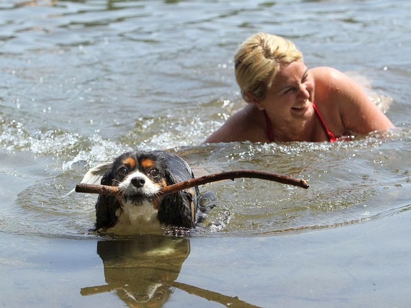 Auch Hunde wollen baden. Der Hund Luna geht im Walkensee in Hamminkeln auf Schwimmtour.