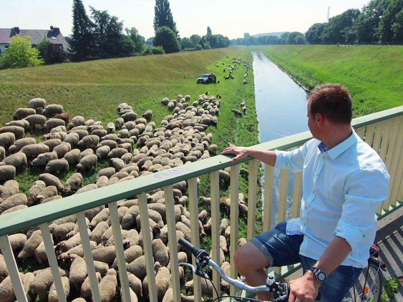 Hauptsache, dass Fell wird geschoren! Diese Schafe weideten in der Hitze an der Emscher in Dinslaken.