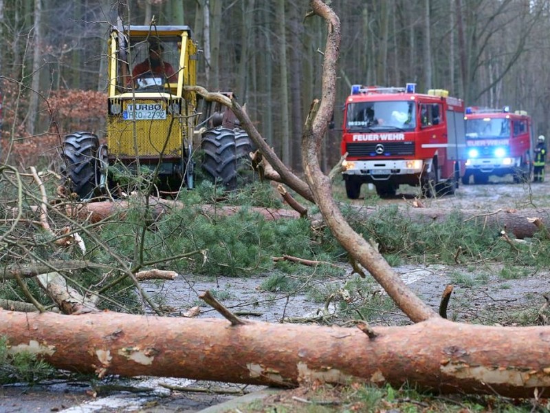 Zwischen Hinrichshagen und Graal-Müritz in Mecklenburg-Vorpommern wehte Xaver Bäume um.