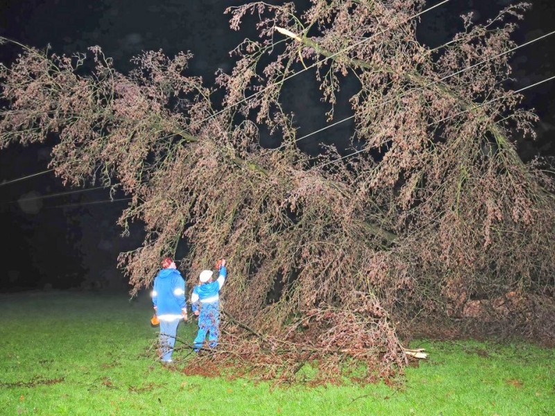 Ebenfalls im Sauerland wehte eine Sturmböe diesen Baum in Langenholthausen im Sauerland auf eine Freilandleitung.