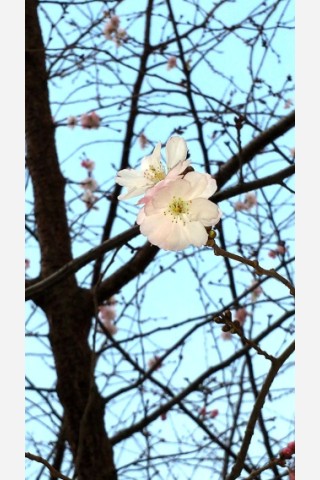 Apfelblüte im Januar!? fragt sich Scoopshot-Nutzerin Ronja Ina.