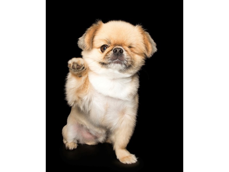 High five! Der siebenjährige Pekinese Vegemite verlor im Kampf mit einem anderen Hund das linke Auge. 