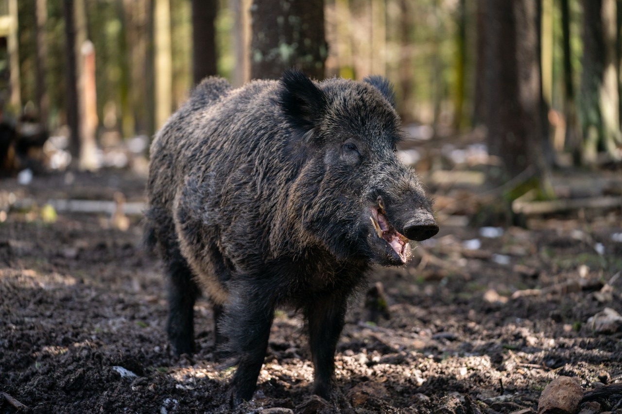 Wildschwein „Putin“ lebt in einem Tierpark in Bayern und soll umbenannt werden.