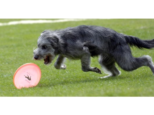 Hunde  mit Frisbee
Foto: WAZ