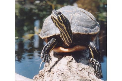 Die Sumpfschildkröte.